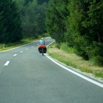 likacestabiciklist1mal