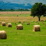 stablolikabalepolje6mal