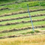 gomirjesenolivada2mal