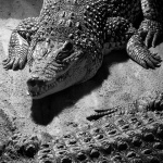 krokodil1mal