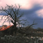 stilllife___Bower___Kampelje, Croatia.