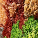 thuja1mal