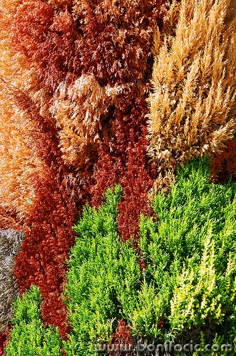 thuja1mal