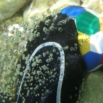 stilllife___Bubbles___Stara Baska, Croatia.