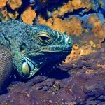 iguana1mal