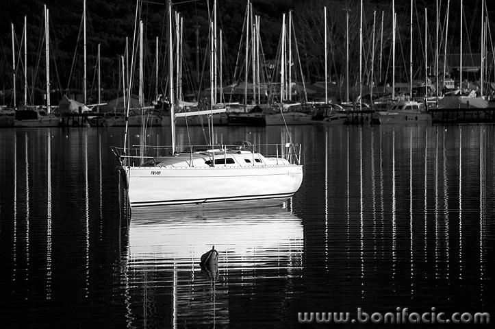 jedrilicadunat1BWmal