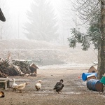 starilazguskemagla1mal