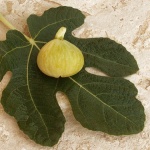 stilllife___Dressed Fig___Punat, croatia.