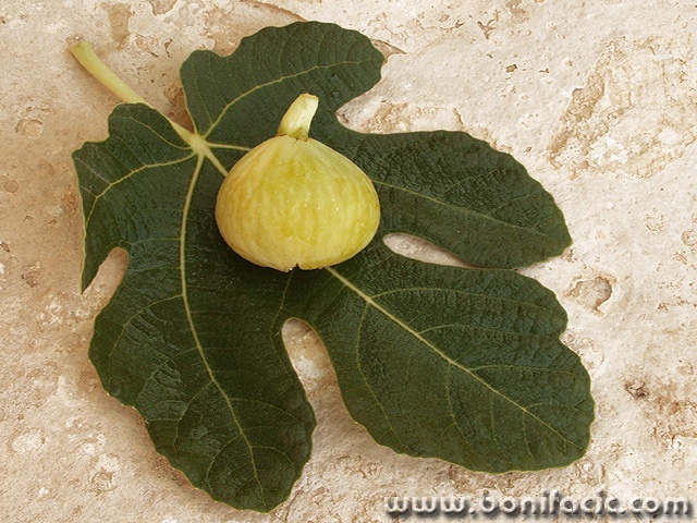 stilllife___Dressed Fig___Punat, croatia.