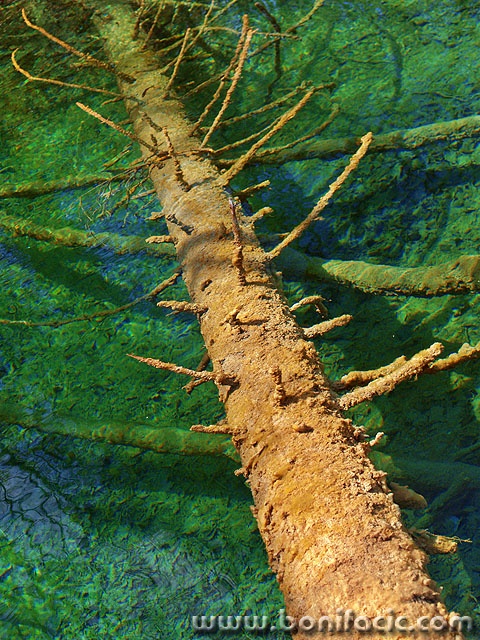 stilllife___Drown Tree___National Park Plitvice, Croatia.