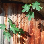 stilllife___Fig___Omisalj, Croatia.