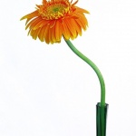 stilllife___Flamingo___