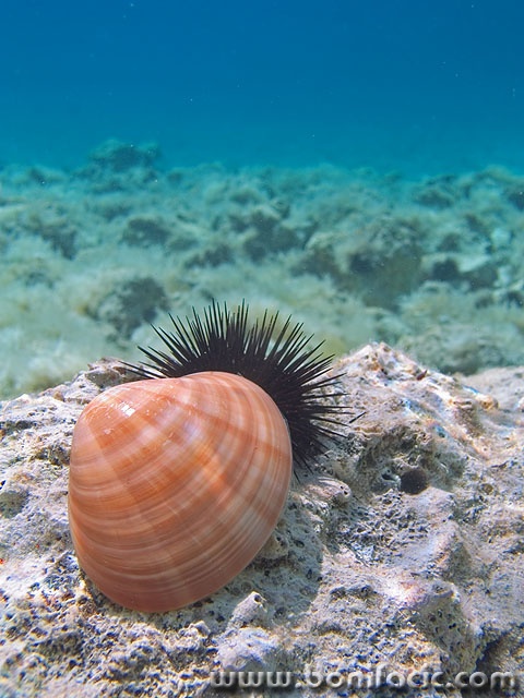 macro___Hatter___Stara Baska, Croatia.