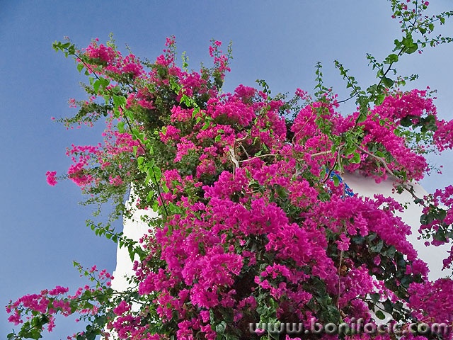 stilllife___Flower Tower___Sidi Bou Said, Tunisia.