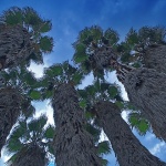 stilllife___Giants___Herceg Novi, Monte Negro.