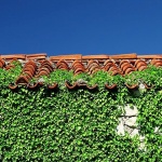 stilllife___Gorse___Punat, Croatia.