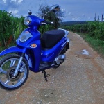 stilllife___Grape - Grower___Vrbnik, Croatia.