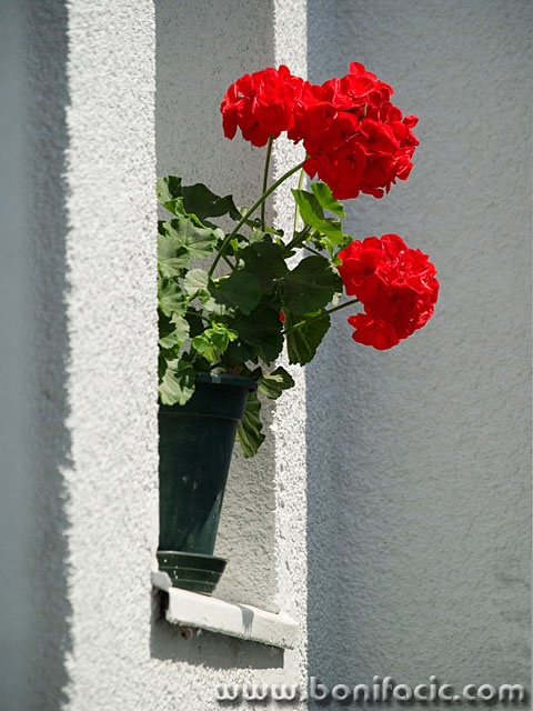 stilllife___Geranium___Rab, Croatia.