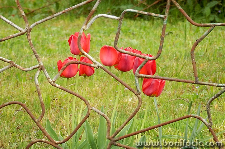 tulipani1mal