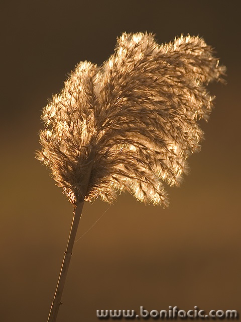 stilllife___Gossamer___Baska, Croatia.