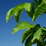 stilllife___Green On Blue___