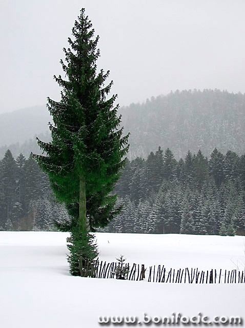 stilllife___Green Pine___Mrkopalj, Croatia.