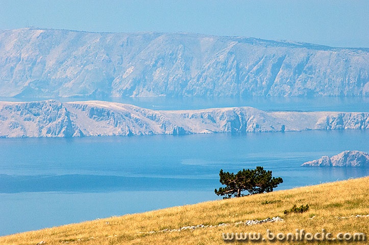 senj4mal