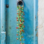 stilllife___Knocking Flowers___Tunis, Tunisia.