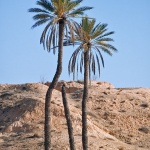 stilllife___Las Palmas___Sahara, Tunisia.