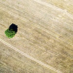 stablopoljekorenica2mal