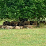 ovcegospicstablo1mal