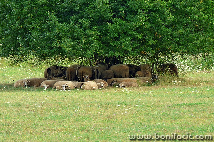 ovcegospicstablo1mal