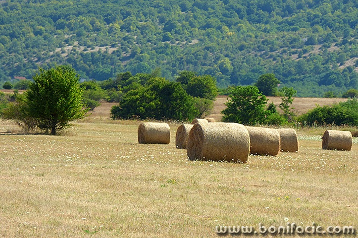 balelika5mal