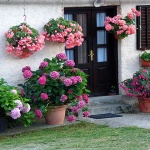 krasnokucarozice1mal