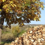 stilllife___Organ Doner___Svica, Croatia.