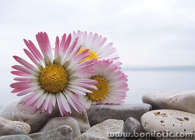 stilllife___On The Shore___Punat, Croatia.