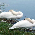 labudmrzlavodica3mal