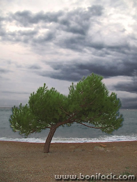 stilllife___Pine___Punat, Croatia.