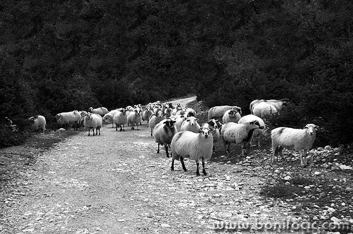 ovcetreskavac5bwmal