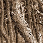 treskavacsuma5sepiamal