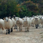 treskavacovce1modmal