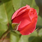 stilllife___Red Rose___