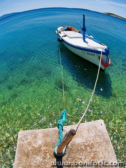 stilllife___Rabbet___Martinscica, Croatia.