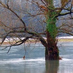 stablopoplavaostarije1mal