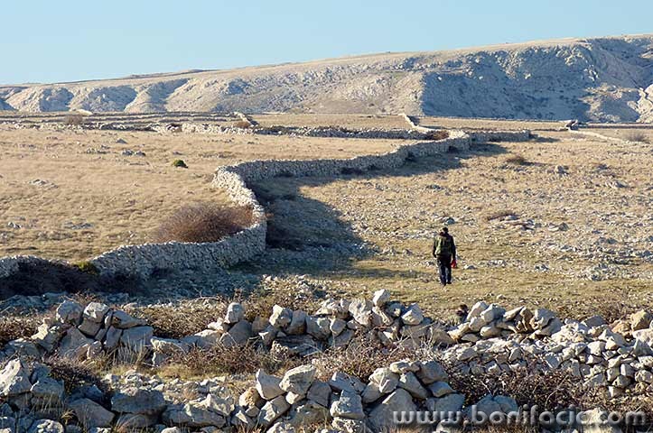 divuska10pastirmodmal