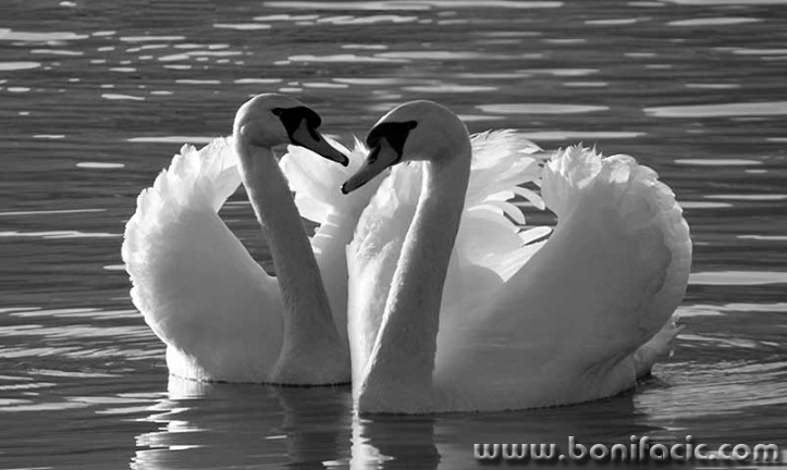 labudovipar1BWmal