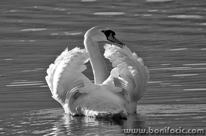 labud107BWmal
