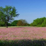 lumixstablorozice1mal