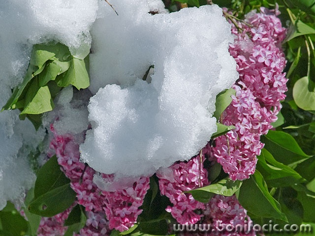 stilllife___Summer Snow___Lokve, Croatia.