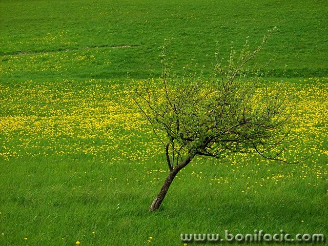 stilllife___Swain___Josipdol, Croatia.